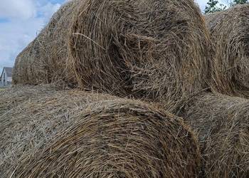 Słoma pszenżytnia w belach 160