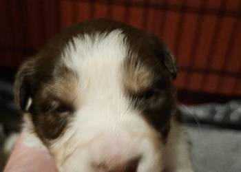 Szczeniaki border collie czekoladowo-białe do odbioru w Grudniu