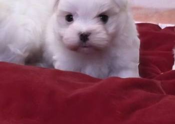 Piesek Maltańczyk z rodowodem FCI