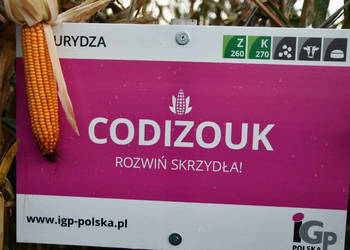 Kukurydza Igp Kokuna Codizouk Vulpix Inception