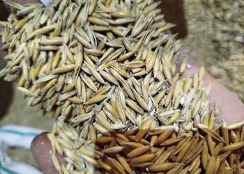 Owies Rambo, dowiozę