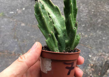 Stapelia grandiflora nr 7 duże włochate kwiaty