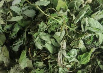 Podagrycznik suszony