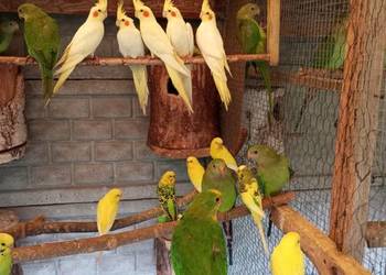 Barabandy, rozelle białolice