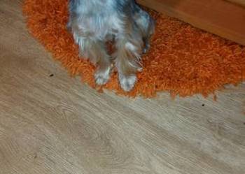 YORKSHIRE TERRIER – REPRODUKTOR Z RODOWODEM FCI