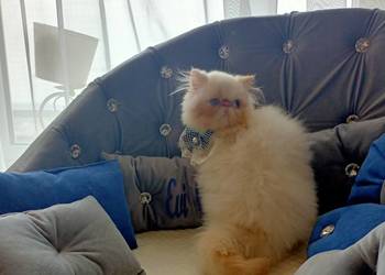 Malutki książę z niebieskimi oczami rodowód fpl