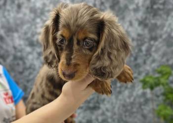 Jamnik długowłosy Dackel dachshund choco merle