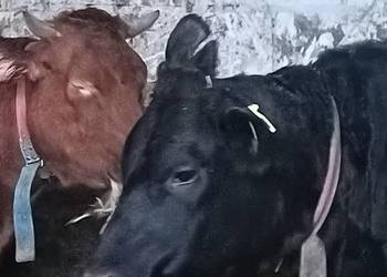 Krowa . Pierwiastka . Jałówka