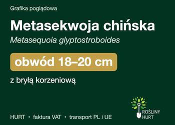Metasekwoja chińska obwód 18-20 cm, z bryłą – HURT