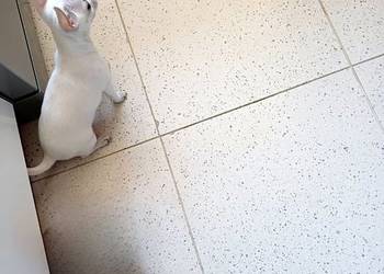 Chihuahua Biała  Mini Krótkowłosa Sunia