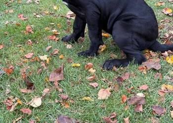 Cane Corso