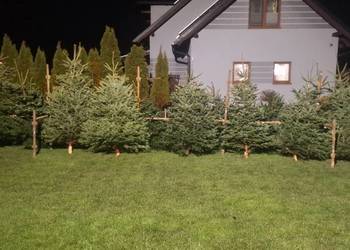 Jodla kaukaska  Świerk pospolity doniczka