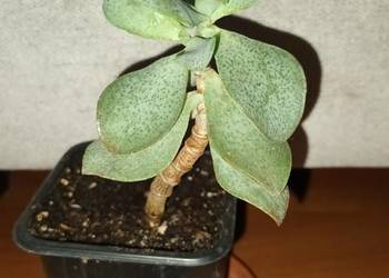 Crassula Arborescens lub Crassula undulatifolia Blue nr 2