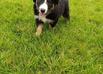 Piesek Border Collie
