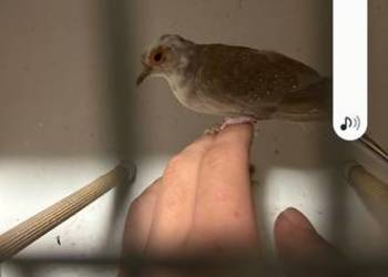 Gołąbek diamentowy szek samica, gołąbki diamentowe