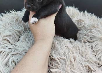 Uroczy piesek chihuahua