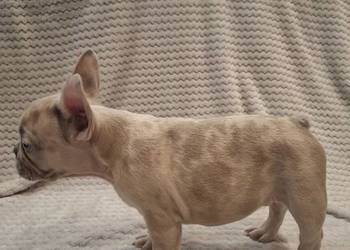 Buldog francuski wyjątkowy kolor