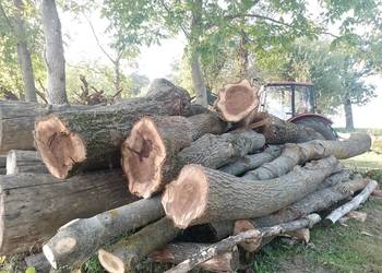 Sprzedam kłody orzecha po likwidacji sadu