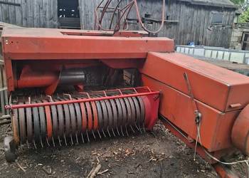 Sprzedam prase z 224