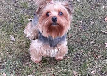 Szczeniaki Pieski Rasy York Yorki