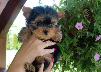 York Terrier Mini