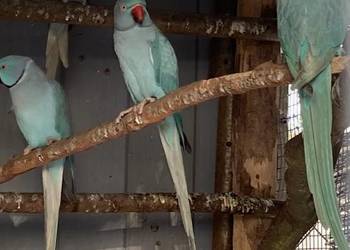 Papugi aleksandretty obroźne obrożne aleksy niebieskie samce