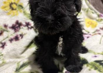 Sznaucer miniaturowy czarny - pieski