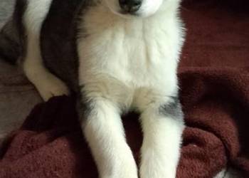 Piesek Syberian Husky
