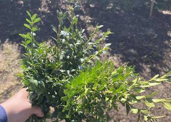 ? Świeży Zielony Wielkanocny Bukszpan (Gryczpan) Ozdoby Świąteczniczne ?