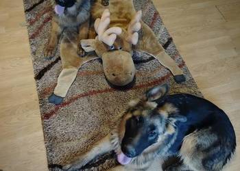 Szczeniaki owczarka niemieckiego