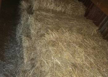 Siano Kostki ściółka dla zwierząt Ostatnie 23szt.