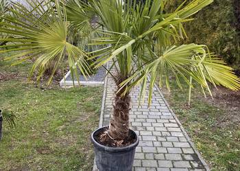 palma trychacarpus fortunei