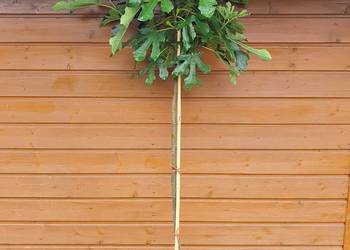 Figowiec szczepiony na pniu. Ficus carica, Figa