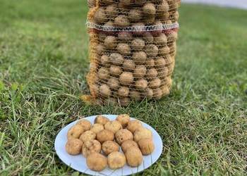 Ziemniaki do pieczenia Bryza, myte, drobne – worki 5 kg i 15 kg