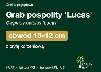 Grab pospolity 'Lucas' obwód 10-12 cm, z bryłą – HURT