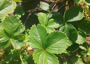 Buziaczki truskawek sprzedam