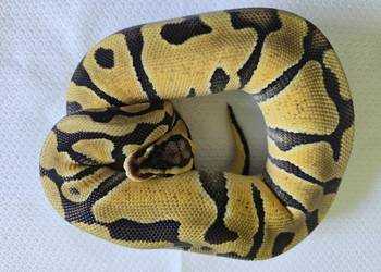 Wąż pyton królewski, python regius samica