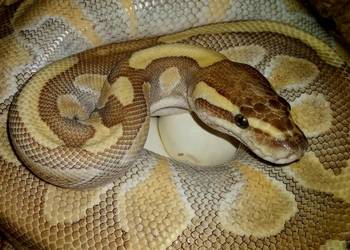 Wąż pyton królewski Python regius Enchi Lesser YB dorosła SAMICA 3 letnia