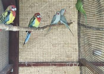 Papugi
