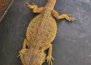 Agama brodata dorosly samiec
