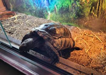 Żółw Obrzeżony samiec.