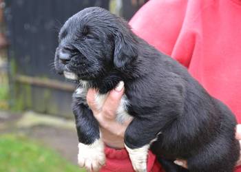 Owczarek środkowoazjatycki FCI