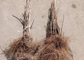 Porzeczka czerwona czarna