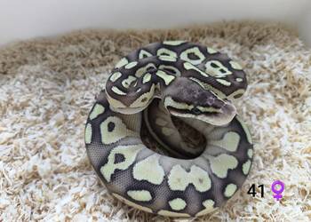 Pyton Królewski Regius Samica Pyton Królewski Regius Samica