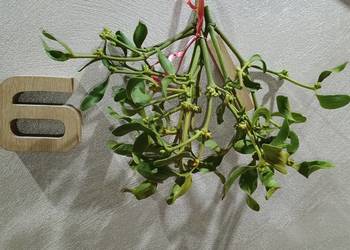 Jemioła - POZNAŃ, Gniezno, Września i okolice. DARMOWA DOSTAWA!.