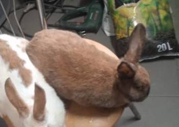 Sprzedam dwie samice