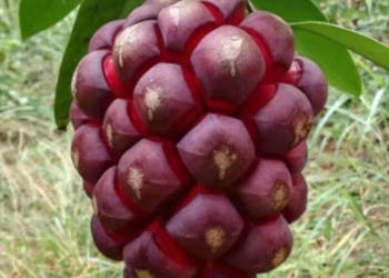 KADSURA COCCINEA Kadsura coccinea - NASIONA 50 sztuk - 10g.