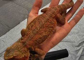 Agama brodata mloda samiczka red