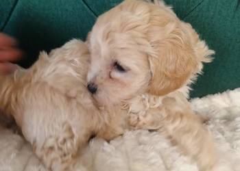 Suczka maltipoo