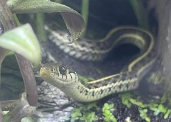 Pończosznik T.marcianus x T.sirtialis simillis Samica